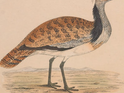 Black-winged Pratincole