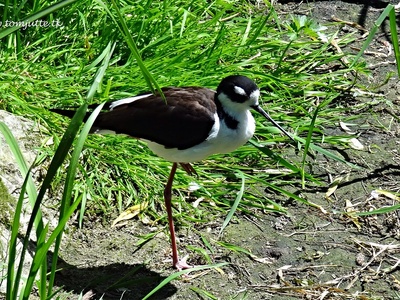 Black-winged Stilt