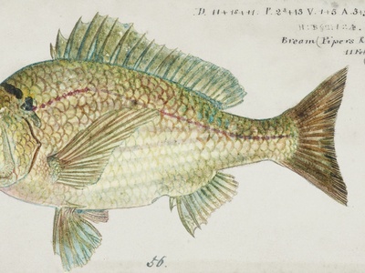Black bream