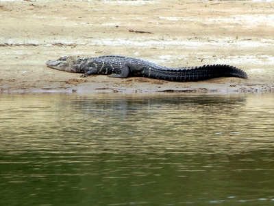 Black Caiman