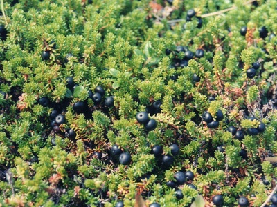Black Crowberry