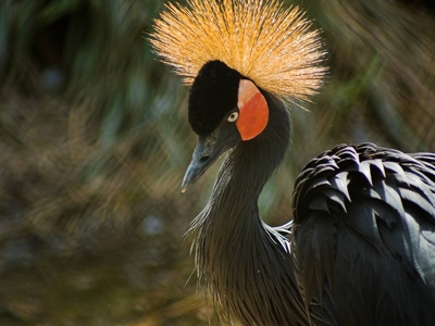 Black Crowned Crane