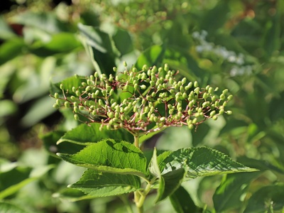 Black elder