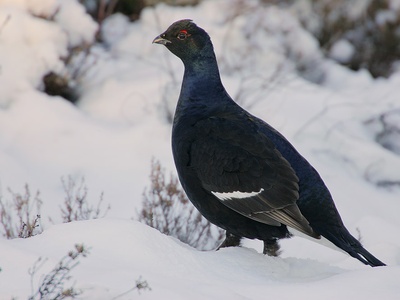 Black grouse