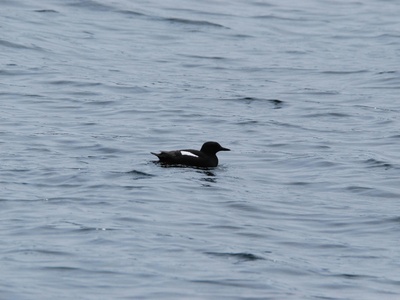 Black Guillemot