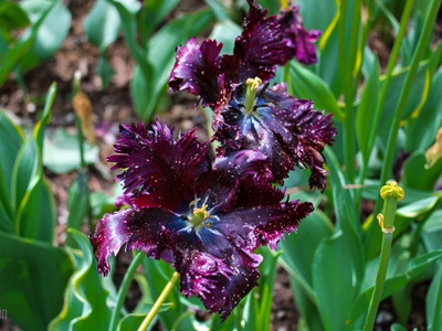 Black Iris of Bosra