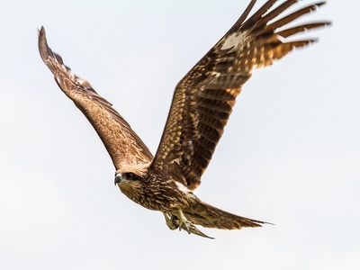 Black Kite