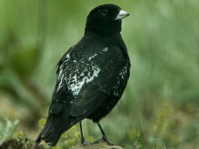 Black Lark