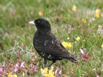 Black Lark