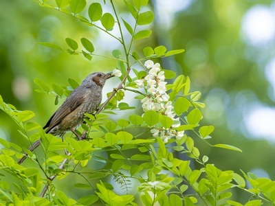 Black Locust