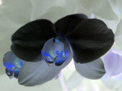 Black Orchid