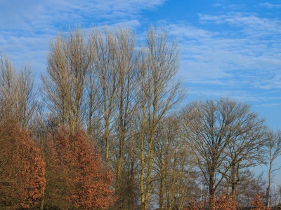 Black poplar