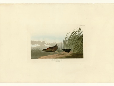 Black Rail