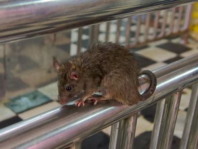 Black rat
