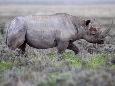 Black rhinoceros