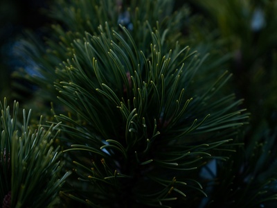 Black Spruce
