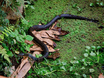 Black Swamp Snake