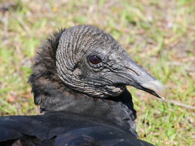 Black Vulture