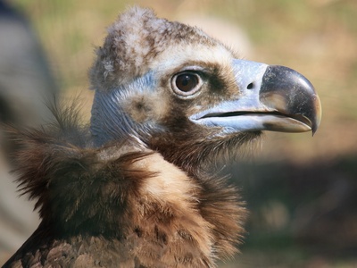 Black vulture