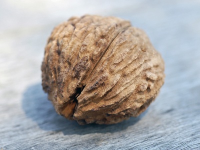 Black walnut