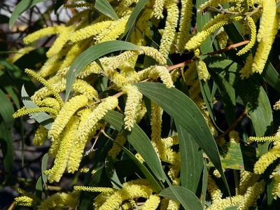 Black wattle