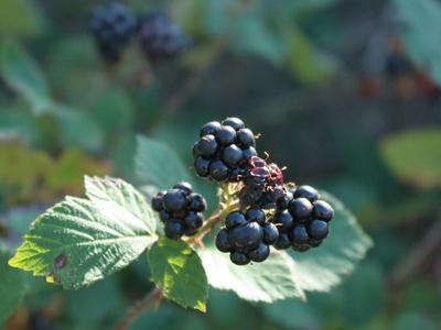 Blackberry (Garden escaped cultivars noted collectively)