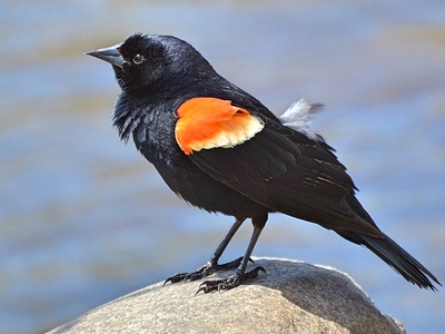 Blackbird