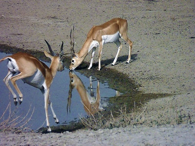 Blackbuck