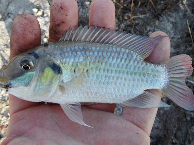 Blackchin tilapia