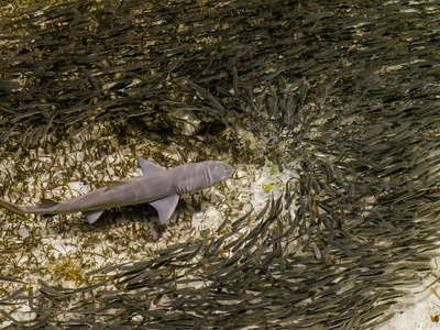 Blacktip reef shark