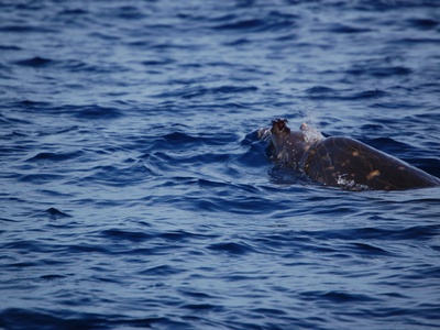 Blainville's Beaked Whale