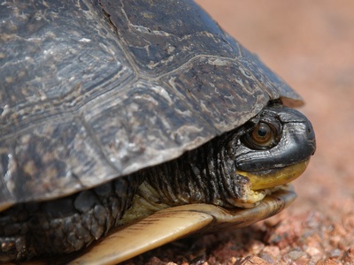 Blanding's Turtle