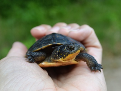 Blanding's Turtle