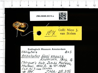 Blasius's Horseshoe Bat