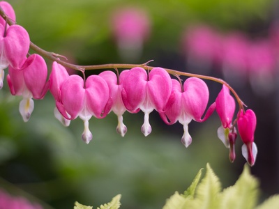Bleeding Heart