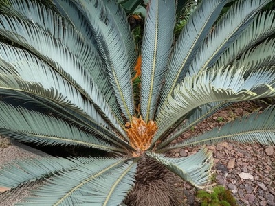 Blouberg Cycad