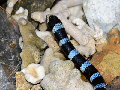 Blue-banded Sea Krait