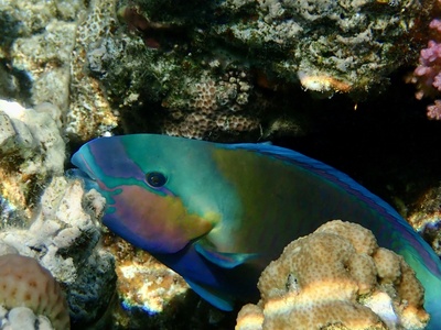Blue-barred parrotfish