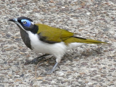 Blue-faced Honeyeater