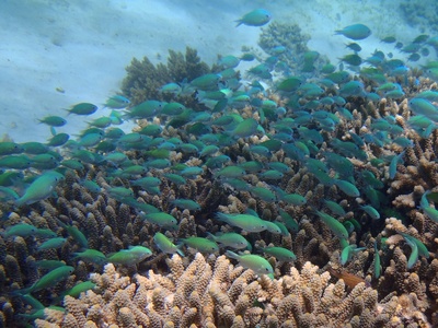 Blue-green chromis