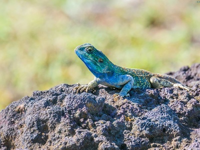 Blue-headed Tree Agama