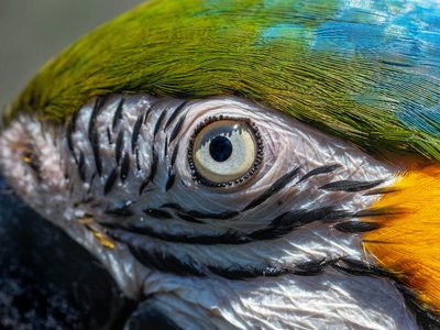 Blue-throated Macaw
