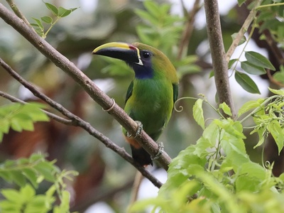 Blue-throated Toucanet