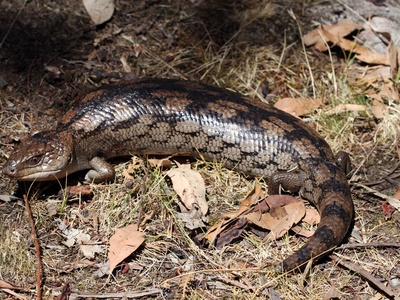 Blue-tongued Skink