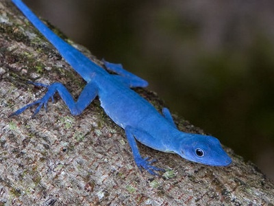 Blue Anole