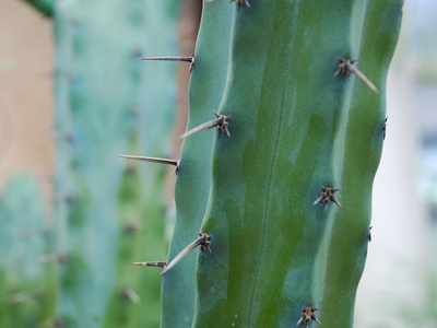 Blue Candle Cactus