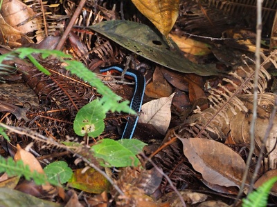 Blue Coral Snake
