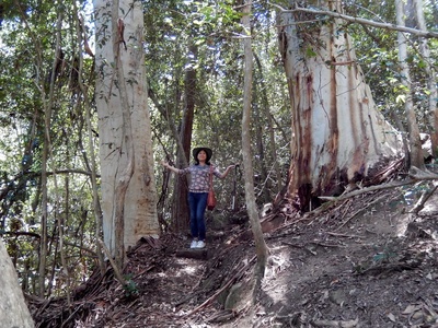 Blue gum eucalyptus