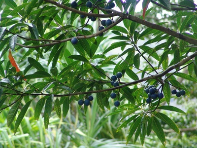 Blue Marble Tree