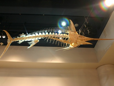 Blue marlin